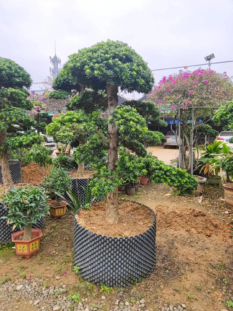 三月的第一场绽放 看园林绿化施工现场的花卉旋律