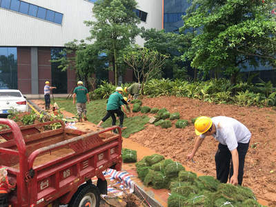 苗木久活成荫 园林绿化工程施工中提升种植成活率的关键举措