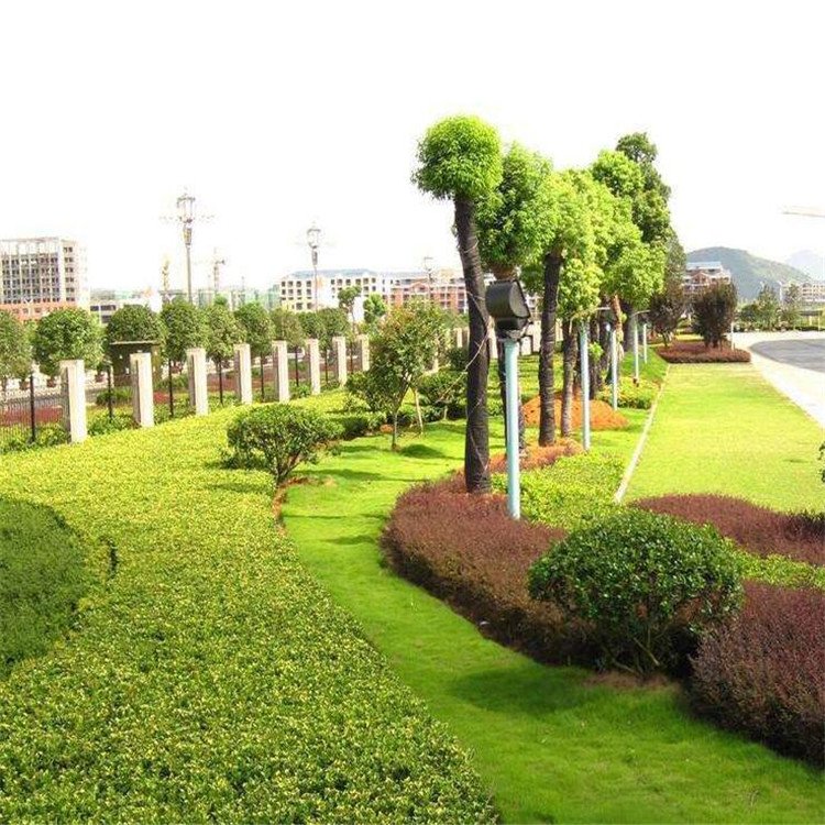 山南园林绿化施工 让城市与自然和谐共生