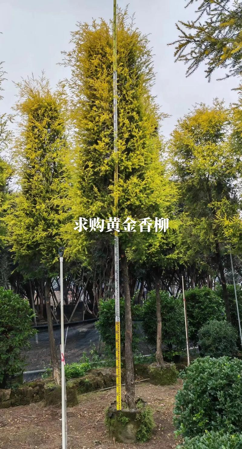 致敬园林绿化工程苗木人 专业与坚守，铸就城市之美